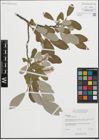 Foto von Salix glauca L.